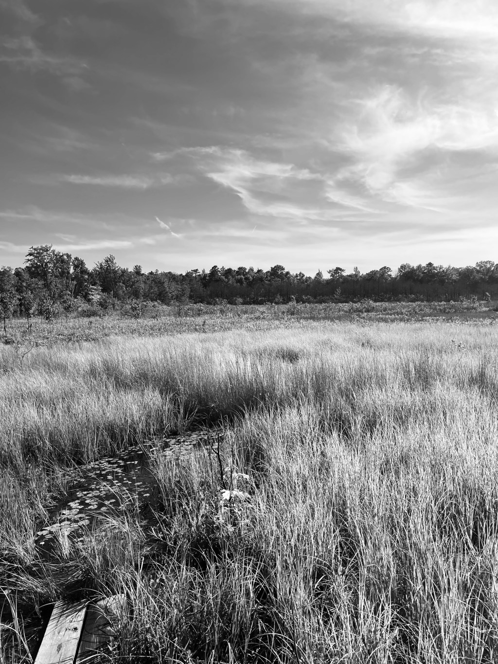 Discover Black Run Preserve: An Easy and Relaxing Hike in Evesham,&nbsp;NJ