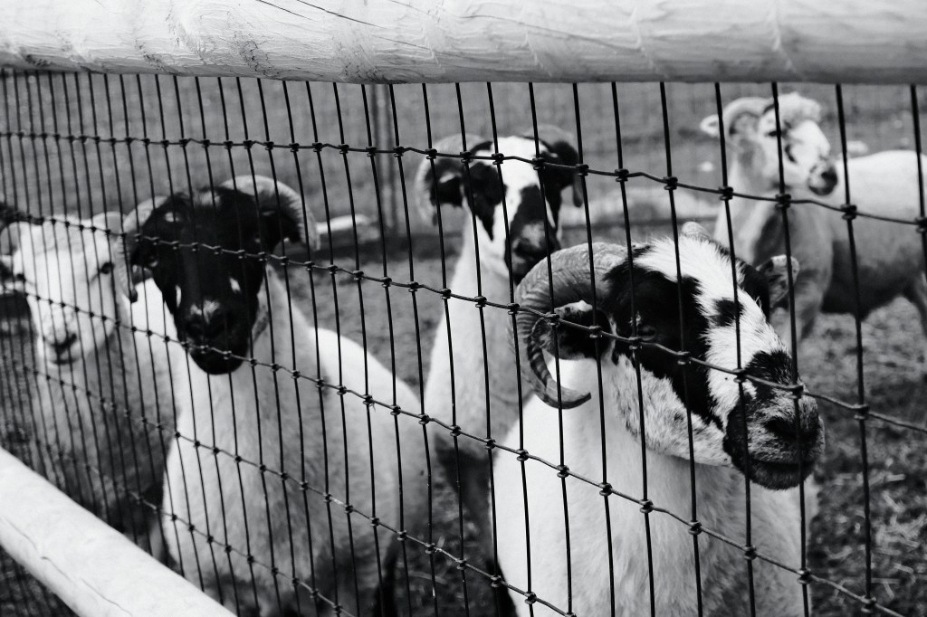 The Rams of&nbsp;Waldoboro